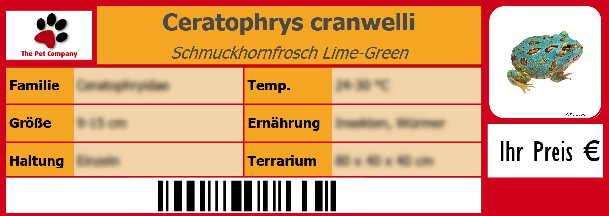 Ceratophrys cranwelli Schmuckhornfrosch Lime-Green 105 x 38 mm