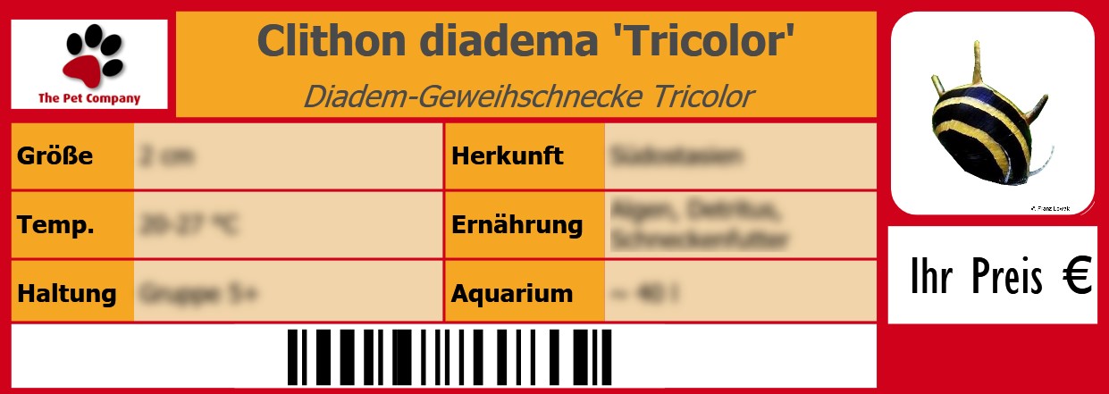 Clithon diadema 'Tricolor' Diadem-Geweihschnecke Tricolor 105 x 38 mm