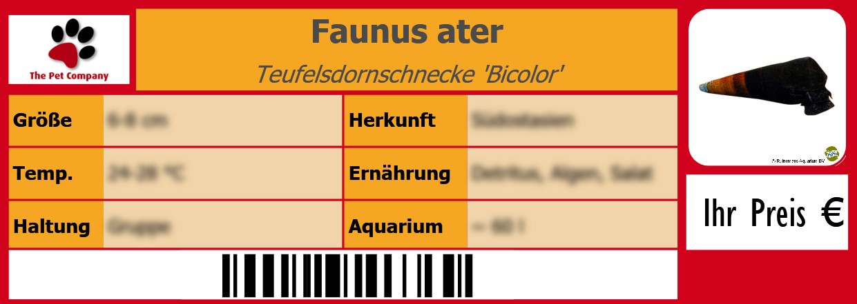 Faunus ater Teufelsdornschnecke 'Bicolor' 105 x 38 mm
