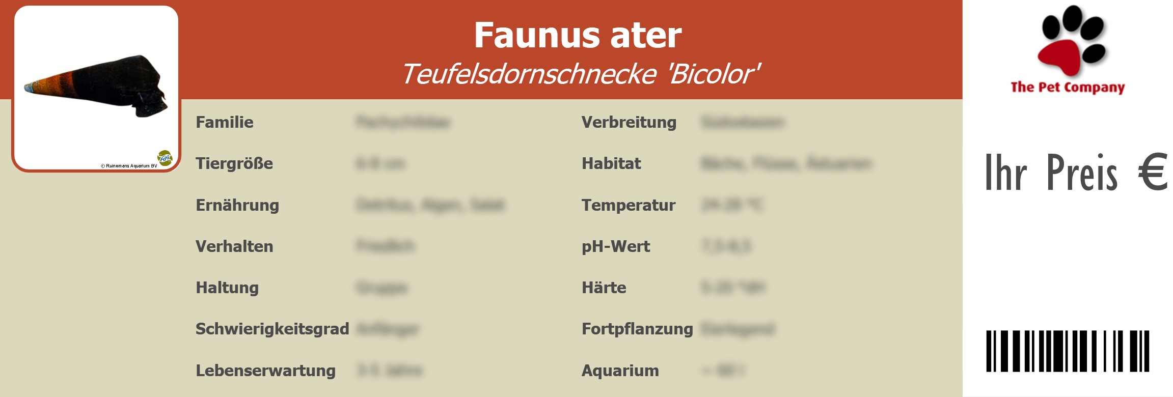 Faunus ater Teufelsdornschnecke 'Bicolor' 195 x 66 mm