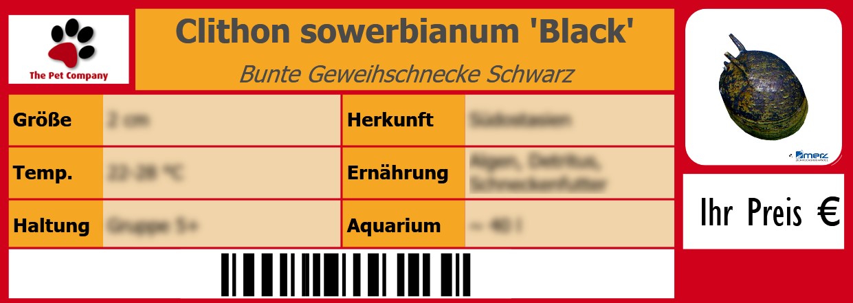 Clithon sowerbianum 'Black' Bunte Geweihschnecke Schwarz 105 x 38 mm