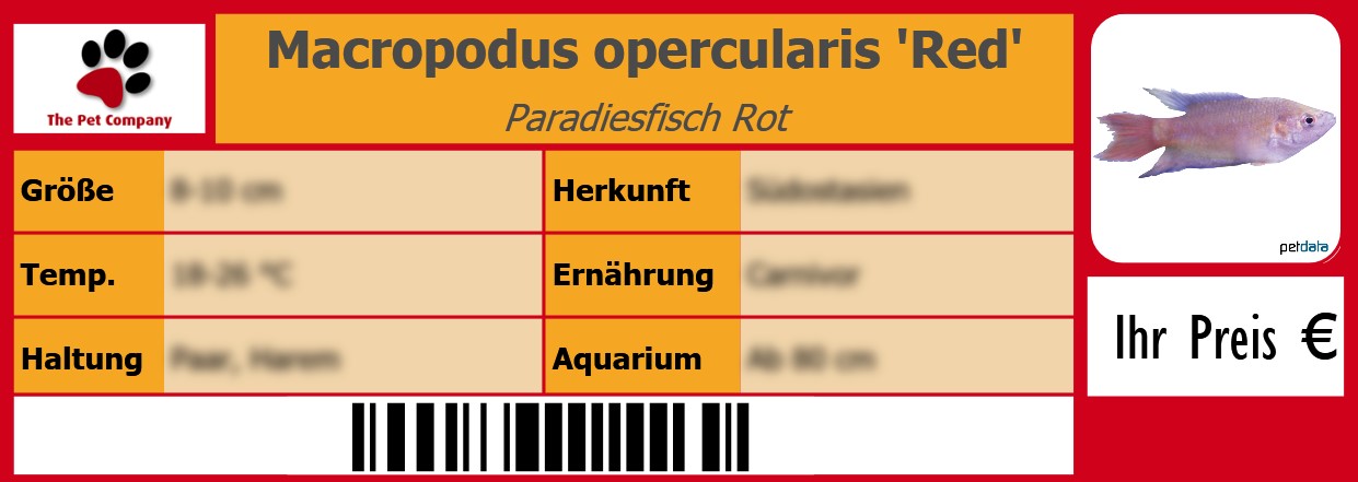 Macropodus opercularis 'Red' Paradiesfisch Rot 105 x 38 mm