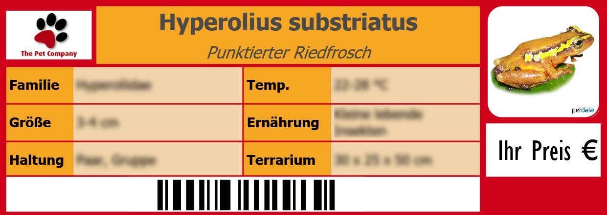 Hyperolius substriatus Punktierter Riedfrosch 105 x 38 mm