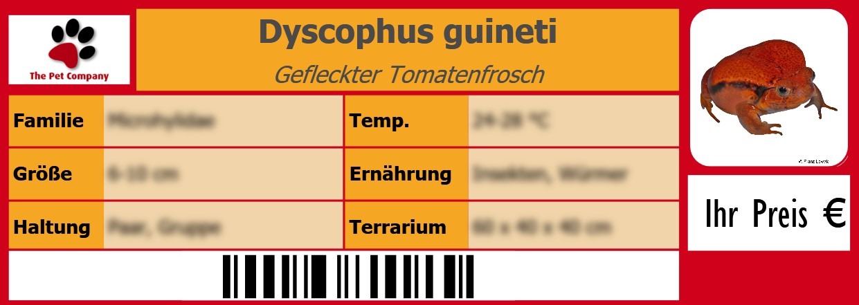 Dyscophus guineti Gefleckter Tomatenfrosch 105 x 38 mm