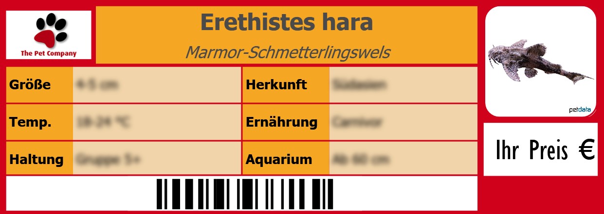 Erethistes hara Marmor-Schmetterlingswels 105 x 38 mm