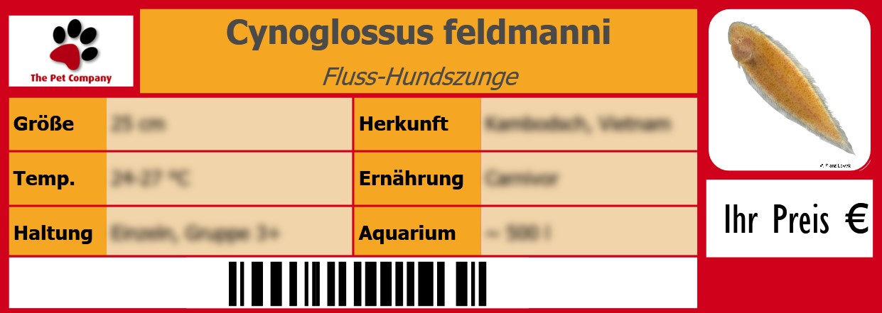 Cynoglossus feldmanni Fluss-Hundszunge 105 x 38 mm