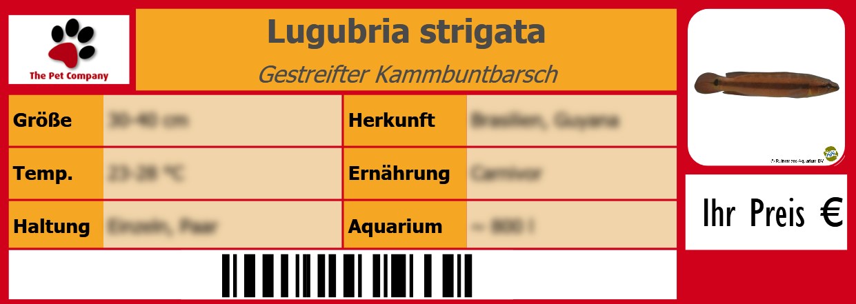 Lugubria strigata Gestreifter Kammbuntbarsch 105 x 38 mm