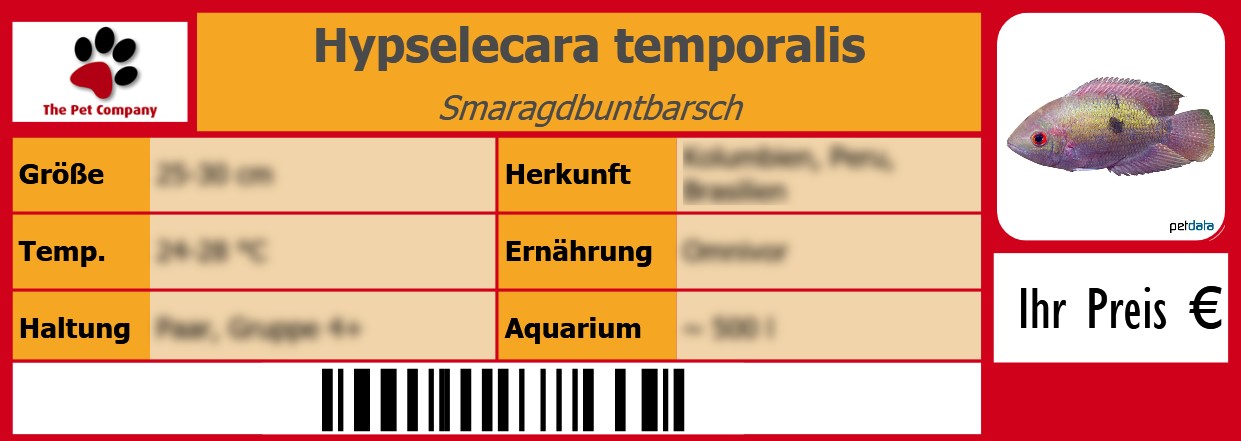 Hypselecara temporalis Smaragdbuntbarsch 105 x 38 mm