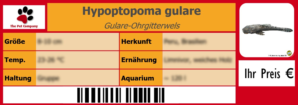 Hypoptopoma gulare Gulare-Ohrgitterwels 105 x 38 mm