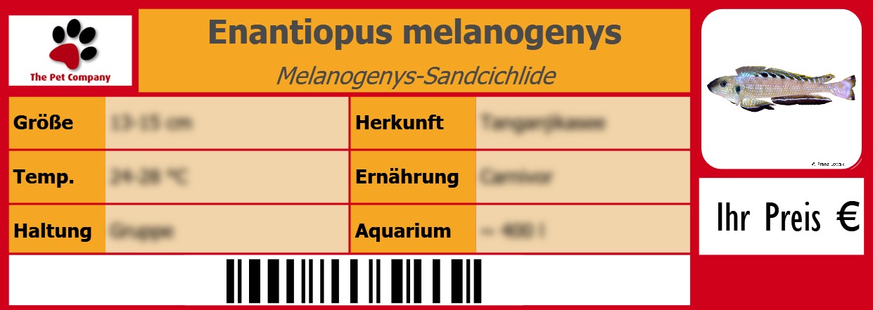 Enantiopus melanogenys Melanogenys-Sandcichlide 105 x 38 mm
