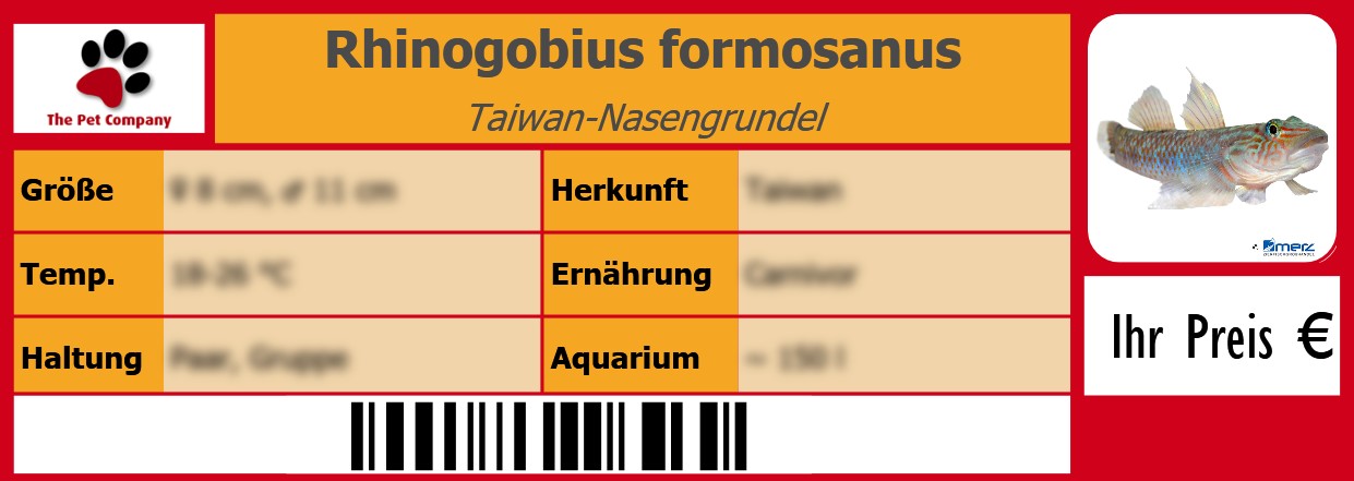 Rhinogobius formosanus Taiwan-Nasengrundel 105 x 38 mm