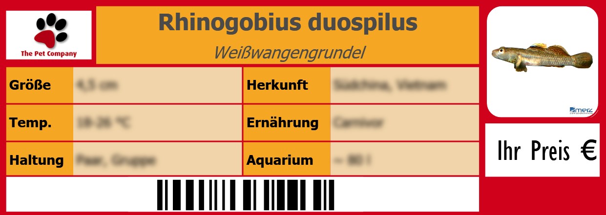 Rhinogobius duospilus Weißwangengrundel 105 x 38 mm