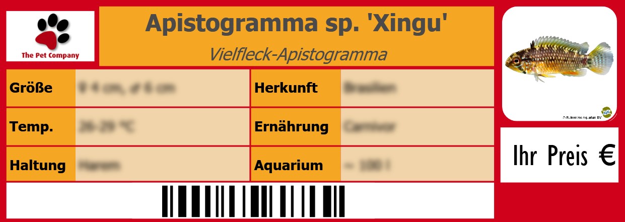 Apistogramma sp. 'Xingu' Vielfleck-Apistogramma 105 x 38 mm