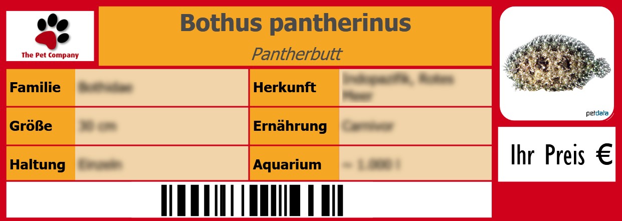 Bothus pantherinus Pantherbutt 105 x 38 mm