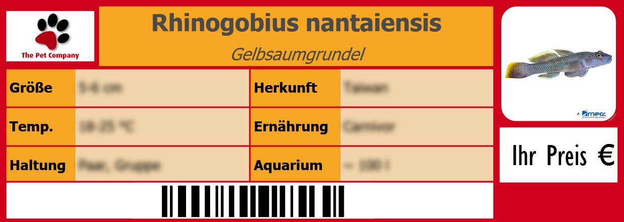 Rhinogobius nantaiensis Gelbsaumgrundel 105 x 38 mm