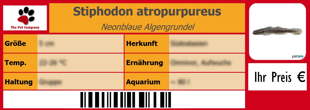 Stiphodon atropurpureus Neonblaue Algengrundel 105 x 38 mm