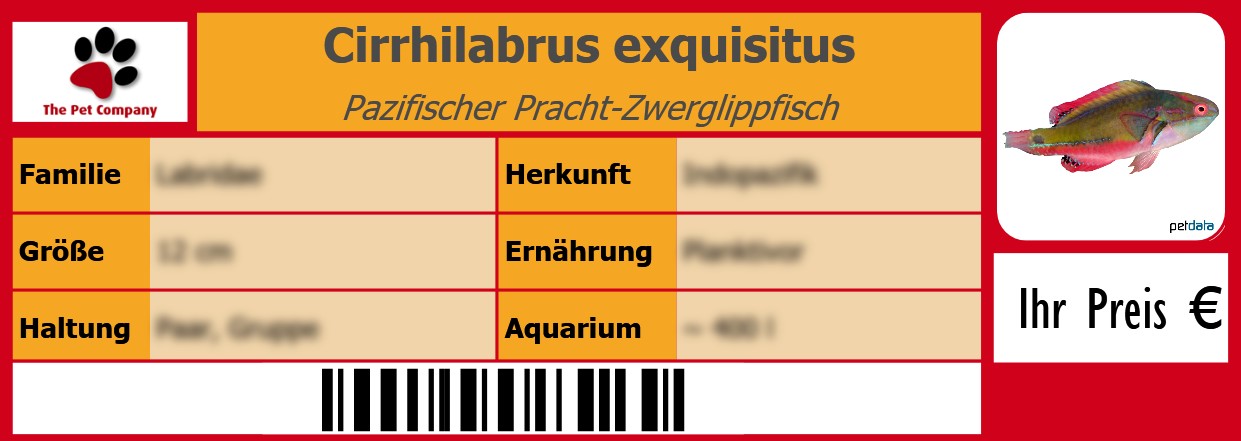 Cirrhilabrus exquisitus Pazifischer Pracht-Zwerglippfisch 105 x 38 mm