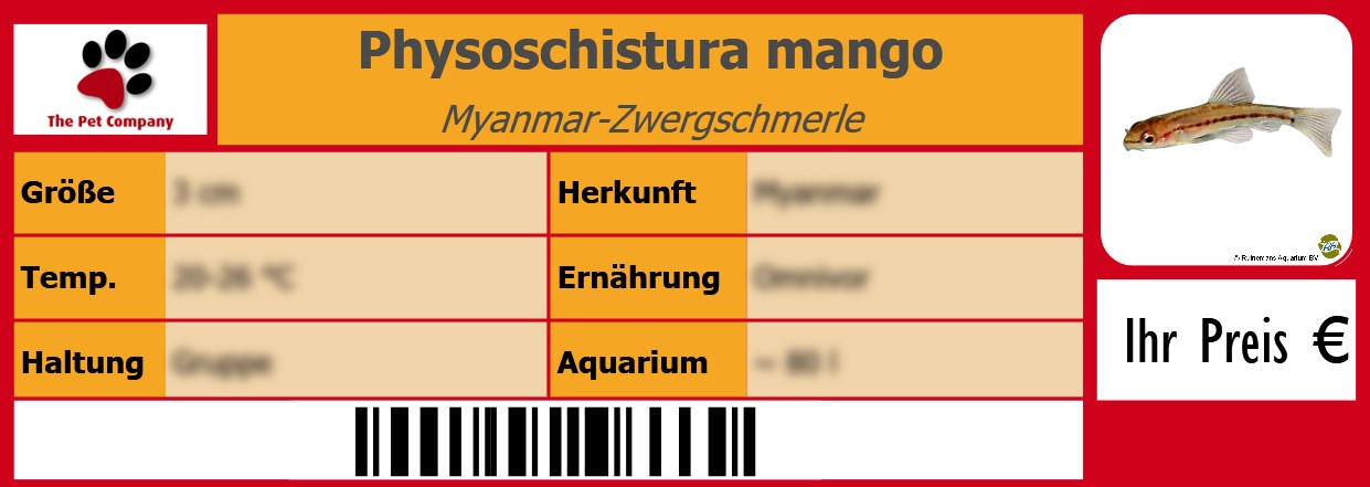 Physoschistura mango Myanmar-Zwergschmerle 105 x 38 mm