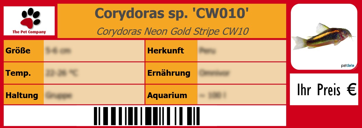 Corydoras sp. 'CW010' Corydoras Neon Gold Stripe CW10 105 x 38 mm
