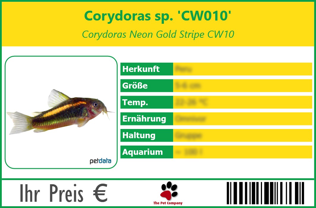 Corydoras sp. 'CW010' Corydoras Neon Gold Stripe CW10 90 x 60 mm