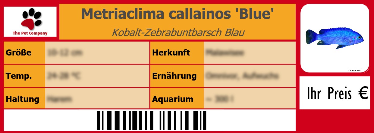 Metriaclima callainos 'Blue' Kobalt-Zebrabuntbarsch Blau 105 x 38 mm