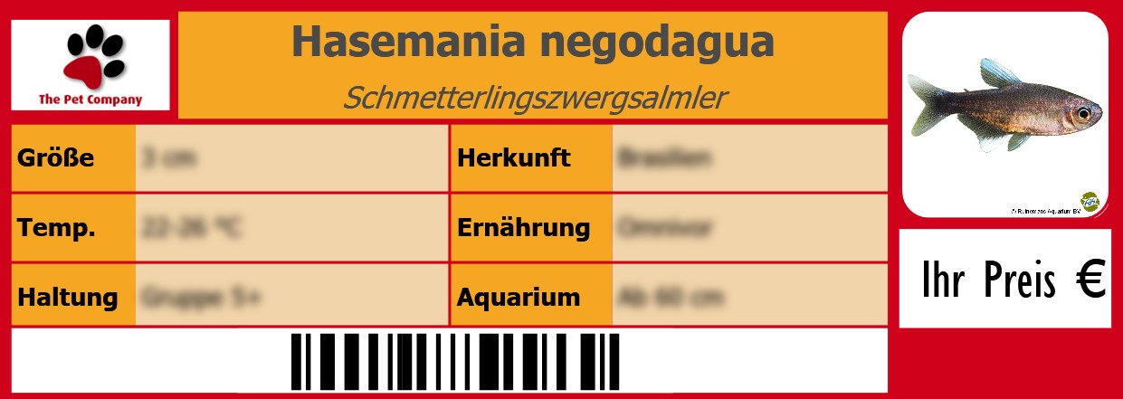 Hasemania negodagua Schmetterlingszwergsalmler 105 x 38 mm