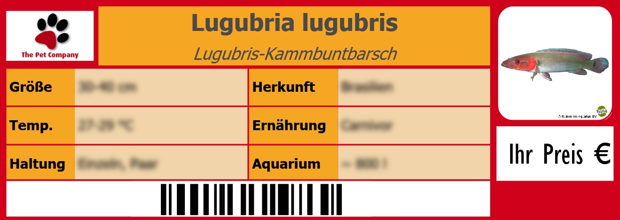 Lugubria lugubris Lugubris-Kammbuntbarsch 105 x 38 mm