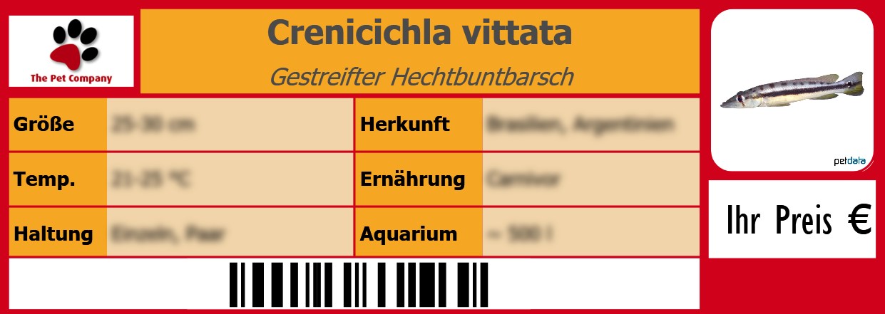 Crenicichla vittata Gestreifter Hechtbuntbarsch 105 x 38 mm