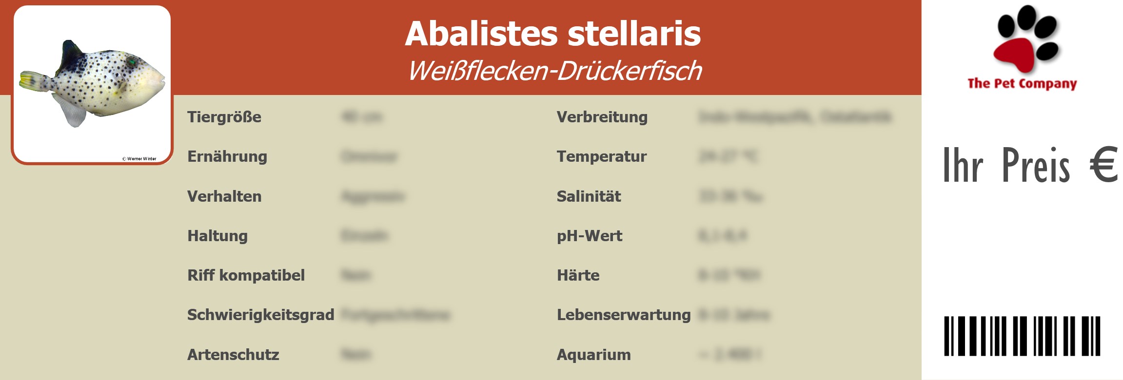Abalistes stellaris Weißflecken-Drückerfisch 195 x 66 mm