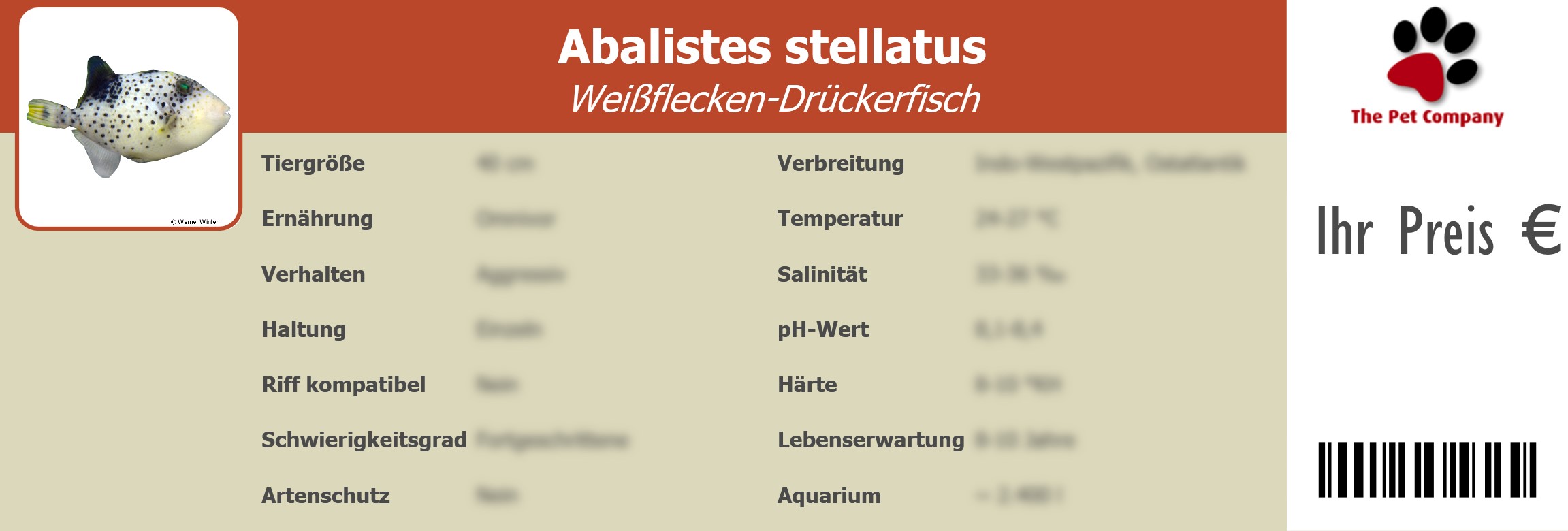 Abalistes stellatus Weißflecken-Drückerfisch 195 x 66 mm