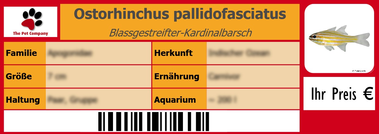 Ostorhinchus pallidofasciatus Blassgestreifter-Kardinalbarsch 105 x 38 mm