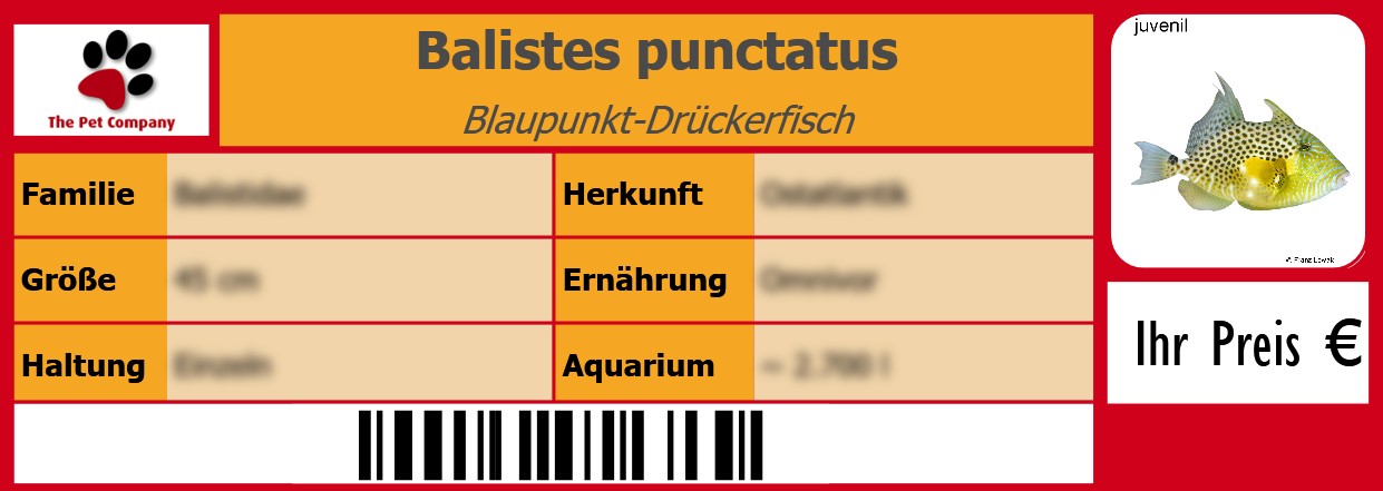 Balistes punctatus Blaupunkt-Drückerfisch 105 x 38 mm