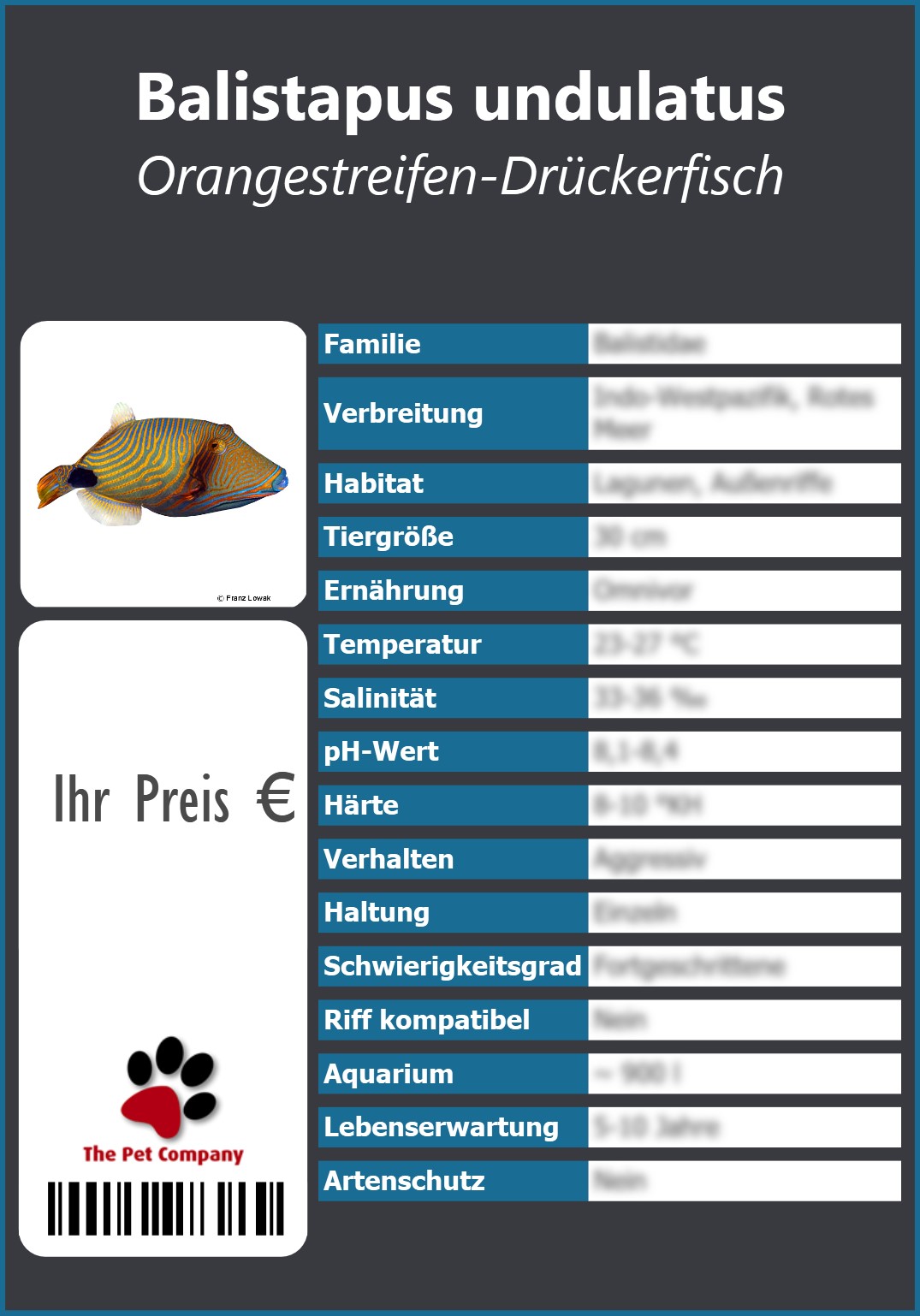 Balistapus undulatus Orangestreifen-Drückerfisch 91 x 130 mm