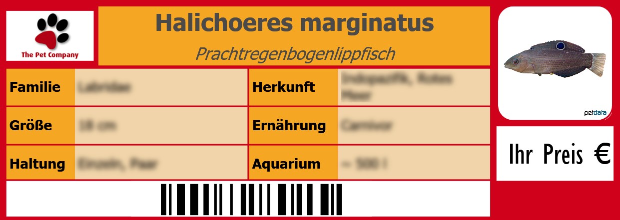 Halichoeres marginatus Prachtregenbogenlippfisch 105 x 38 mm