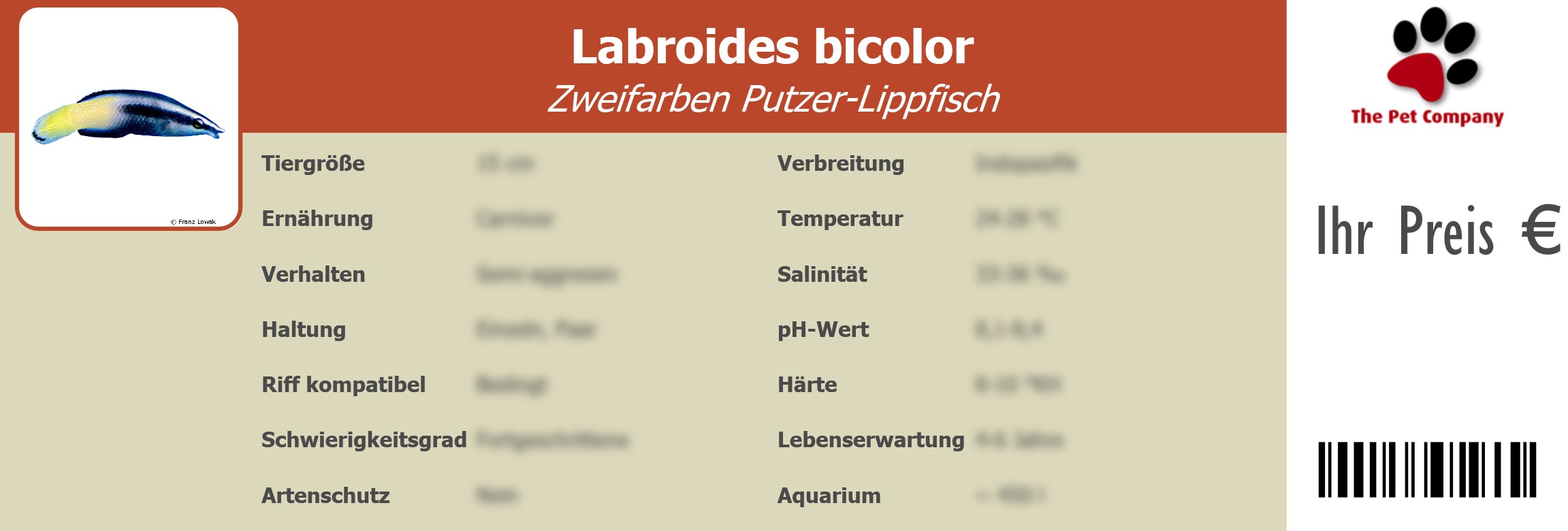 Labroides bicolor Zweifarben Putzer-Lippfisch 195 x 66 mm