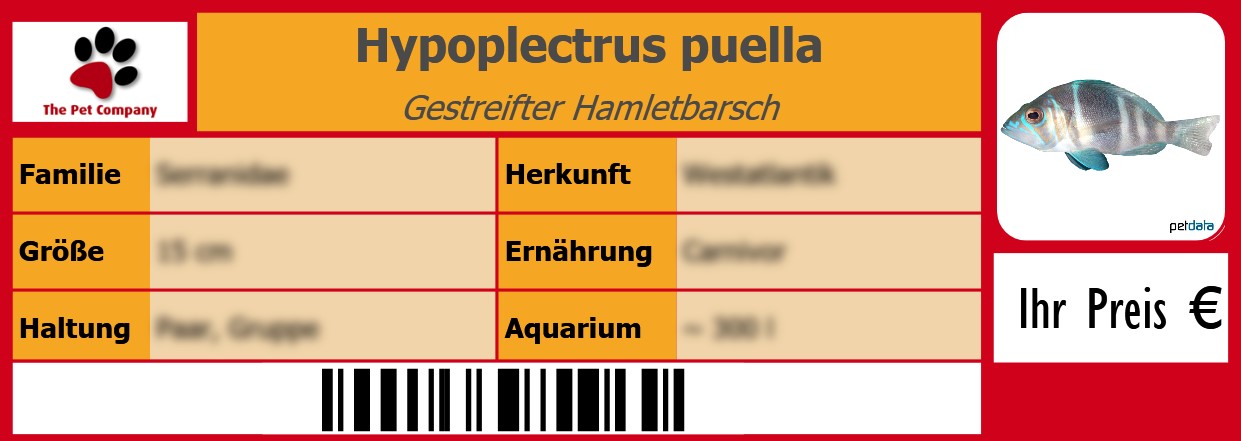 Hypoplectrus puella Gestreifter Hamletbarsch 105 x 38 mm