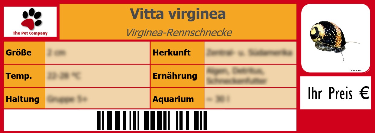 Vitta virginea Virginea-Rennschnecke 105 x 38 mm