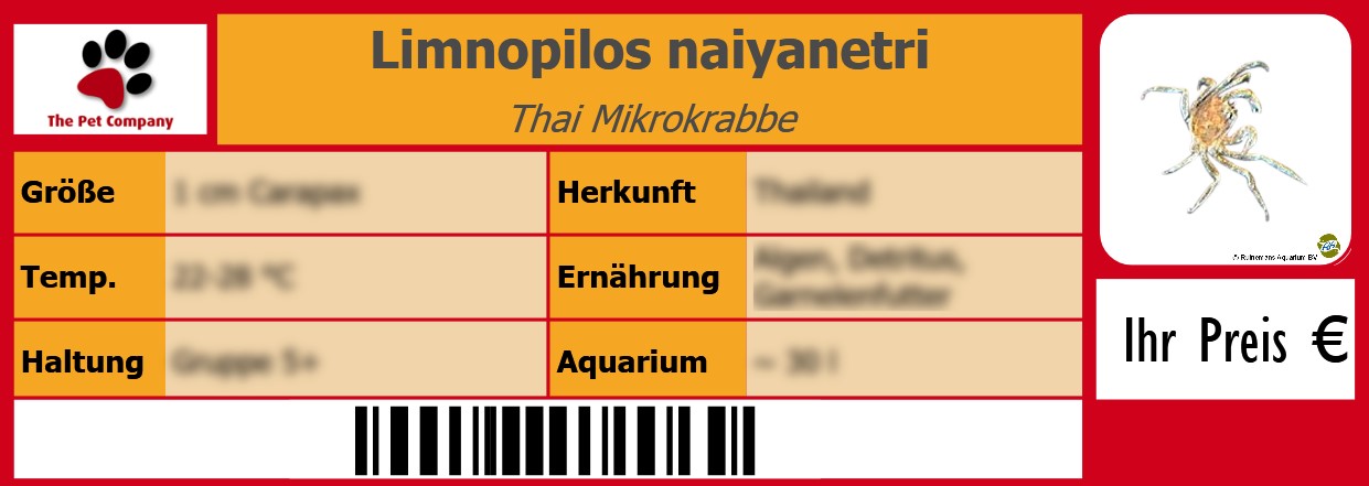 Limnopilos naiyanetri Thai Mikrokrabbe 105 x 38 mm