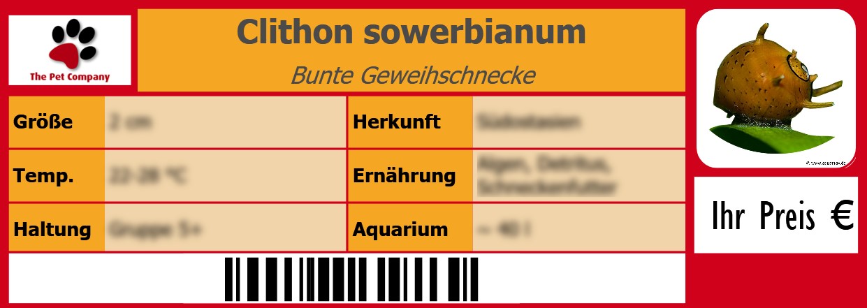 Clithon sowerbianum Bunte Geweihschnecke 105 x 38 mm