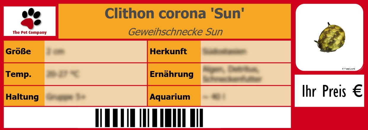 Clithon corona 'Sun' Geweihschnecke Sun 105 x 38 mm