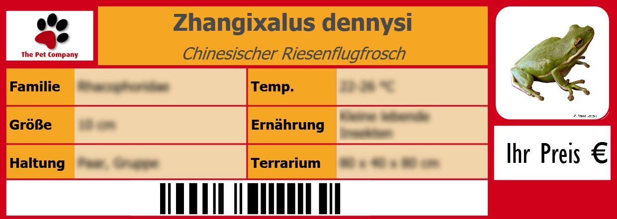Zhangixalus dennysi Chinesischer Riesenflugfrosch 105 x 38 mm