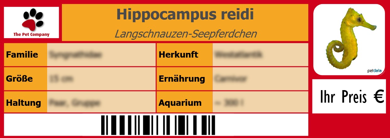 Hippocampus reidi Langschnauzen-Seepferdchen 105 x 38 mm