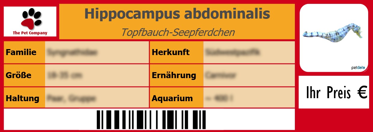 Hippocampus abdominalis Topfbauch-Seepferdchen 105 x 38 mm