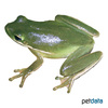 Hyla cinerea American Green Tree Frog