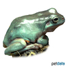 Ranoidea caerulea Australian Green Tree Frog