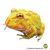 Ceratophrys cranwelli Chacoan Horned Frog Albino