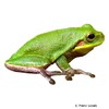 Hyla squirella Squirrel Tree Frog