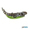 Ambystoma tigrinum Tiger Salamander