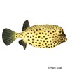 Ostracion cubicum Yellow Boxfish