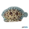 Bothus pantherinus Panther Flounder